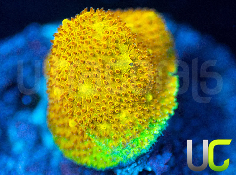 Yellow Yutz Psammocora