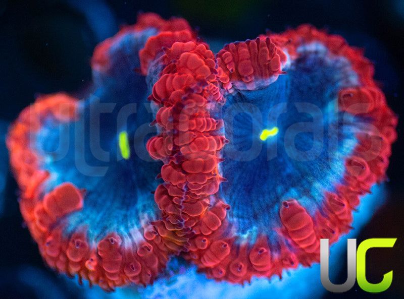 UC Forbidden Blue Blastos