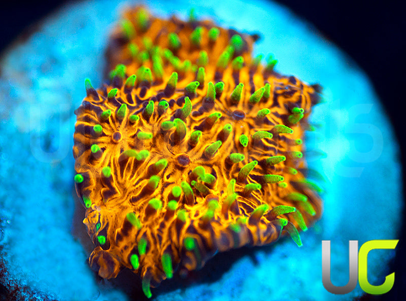 UC Fuzzy Navel Litho