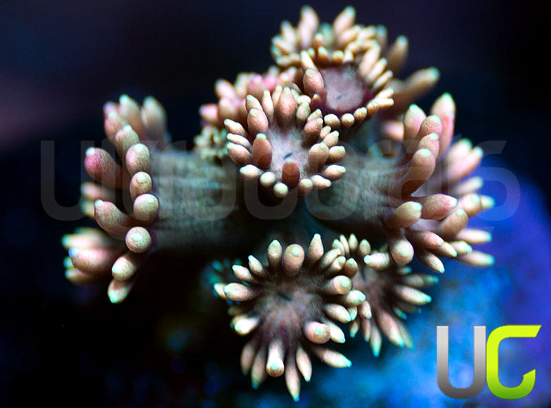 UC Axolotl Goni