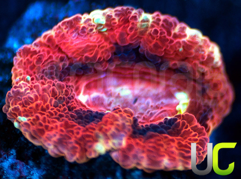 UC Suns Out Buns Out Micro Lord