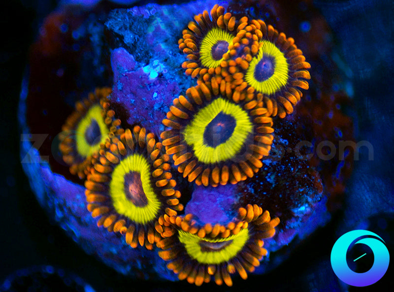 Fruit Loops