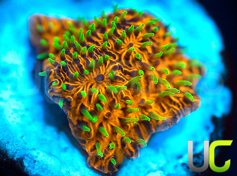 UC Fuzzy Navel Litho