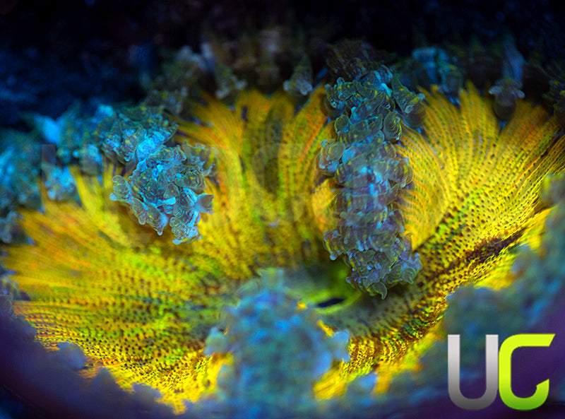 Rainbow Yellow Flower Anemone