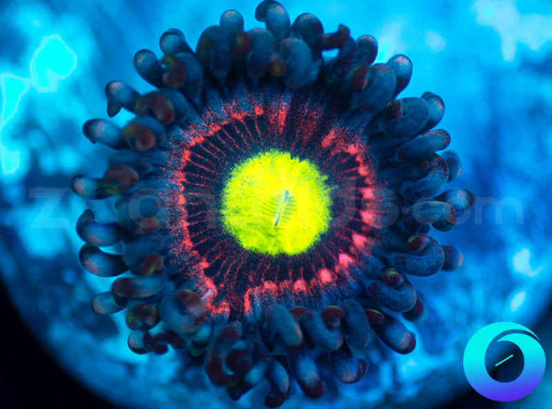 Bubblicious