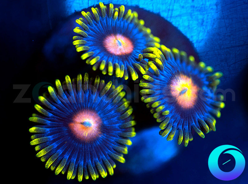 Glowpops