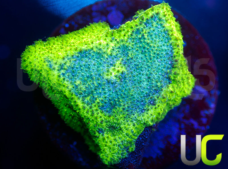 UC Blue Haze Psammocora