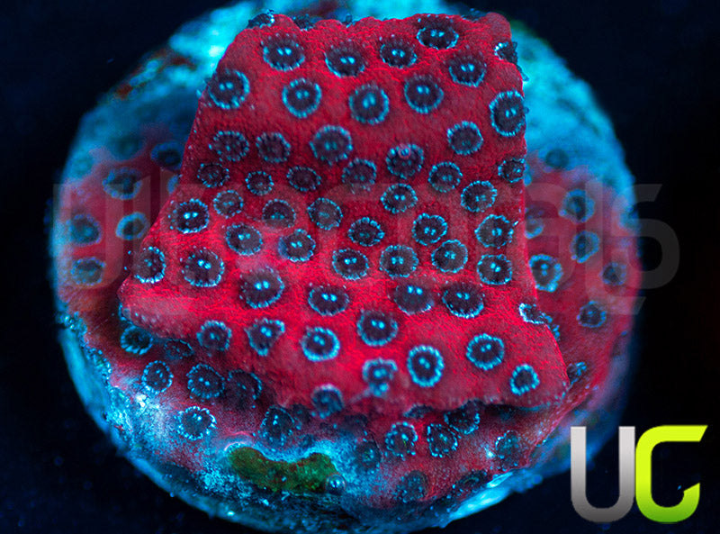 Darth Maul Porites