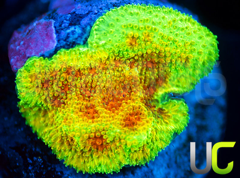 UC Wicked Ridge Psammocora