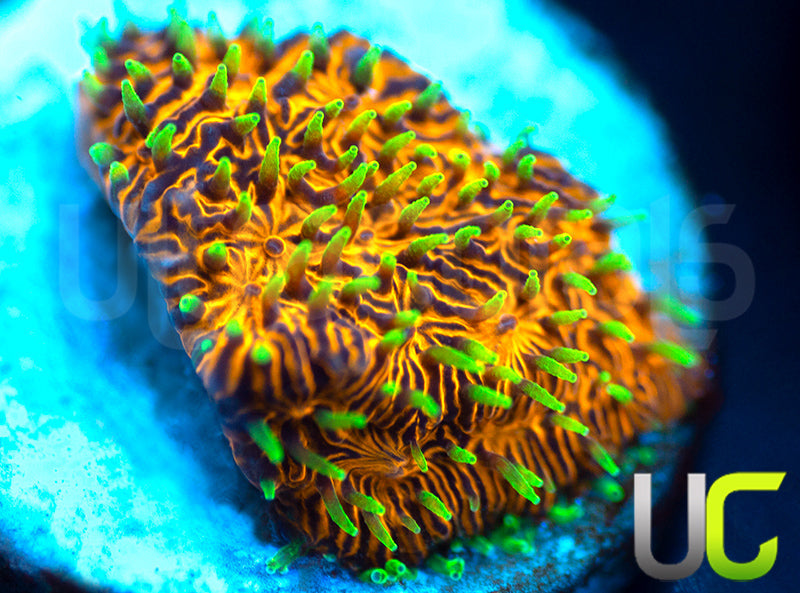 UC Fuzzy Navel Litho