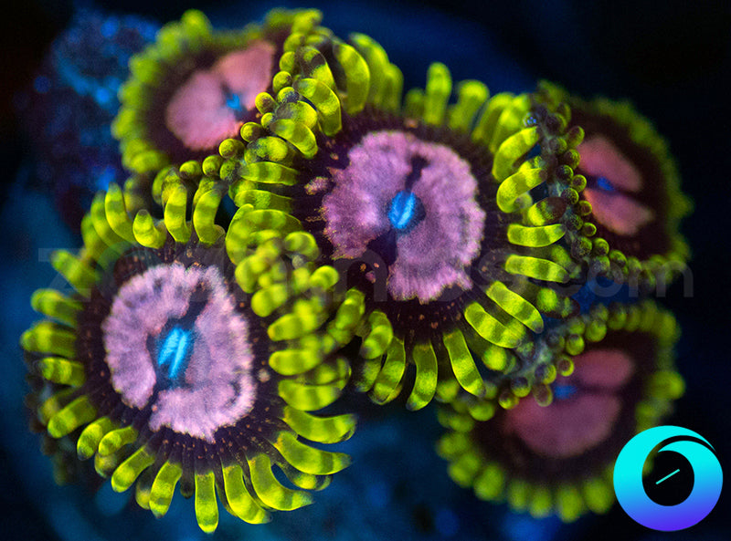 Purple Monster