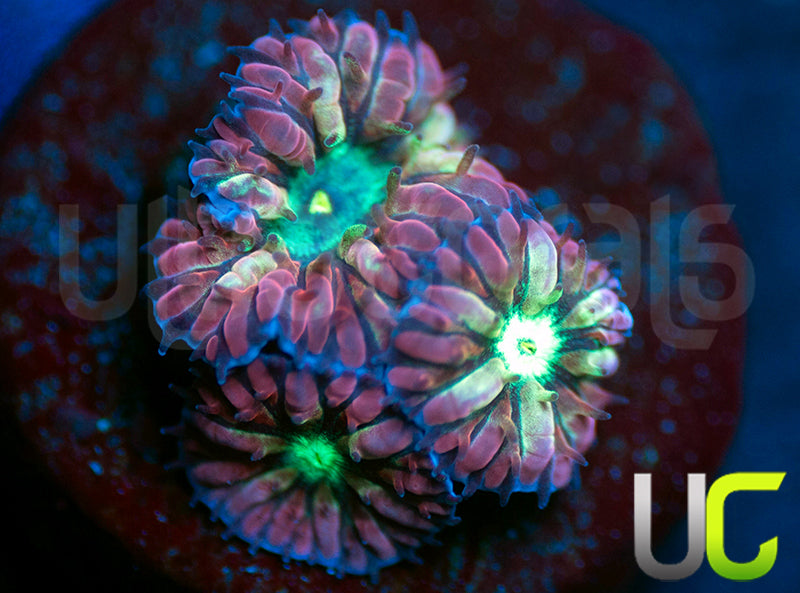 UC Hyper Gypsy Blastos