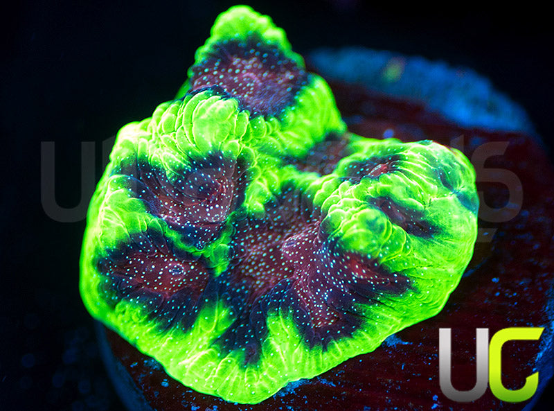 UC Bejeweled Favites