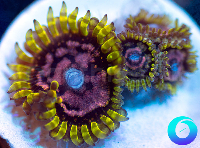 Purple Monsters