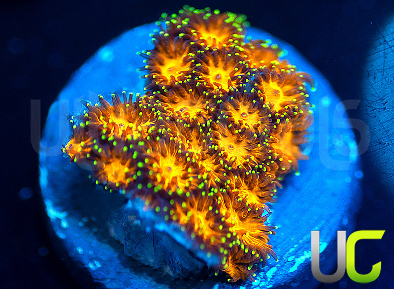 UC Lightning Tip Leptastrea