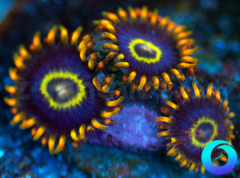 Rainbow Hornets
