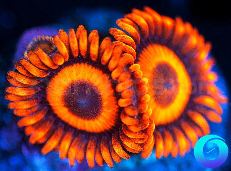 Oxides