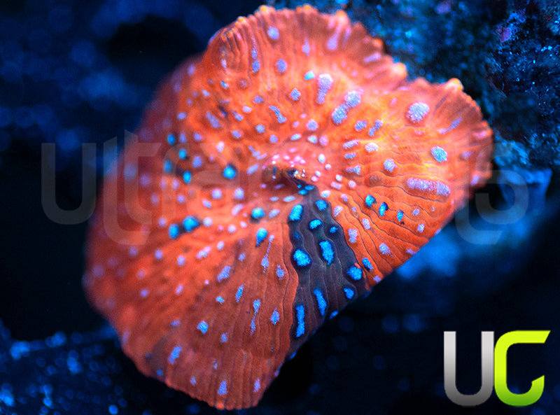 UC Harley Quinn Natural Grafted Mushroom