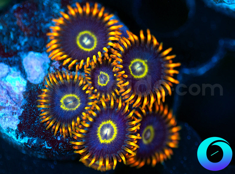 Rainbow Hornets