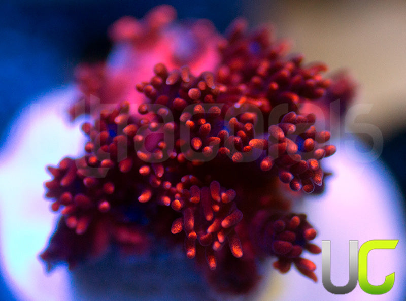 ORA Cherry Red Goni