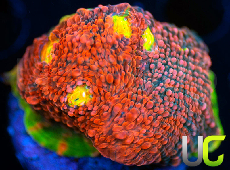 UC Ultra Watermelon Chalice