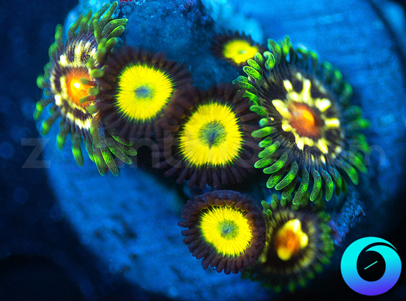 Daisy Cutters Black Bella Combo