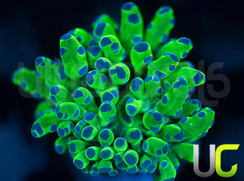 Ultra Frogspawn