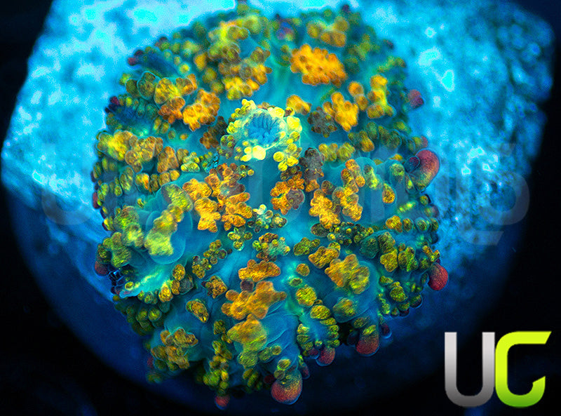 Gonzos Golden Dragon Mushroom