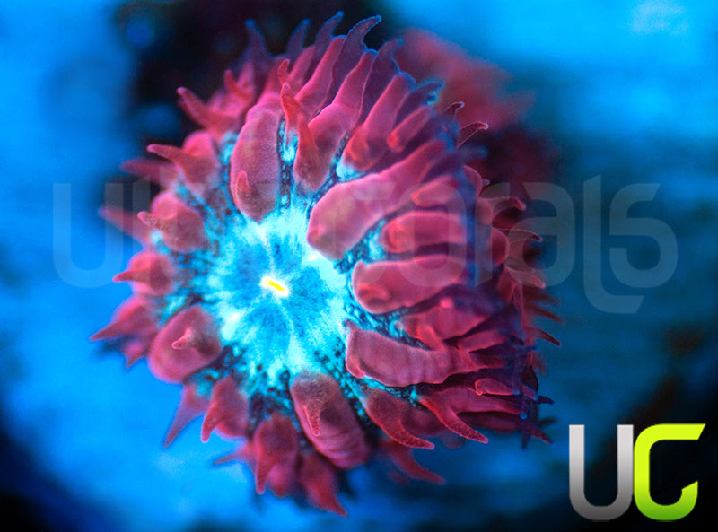 UC Azure Sky Blastos
