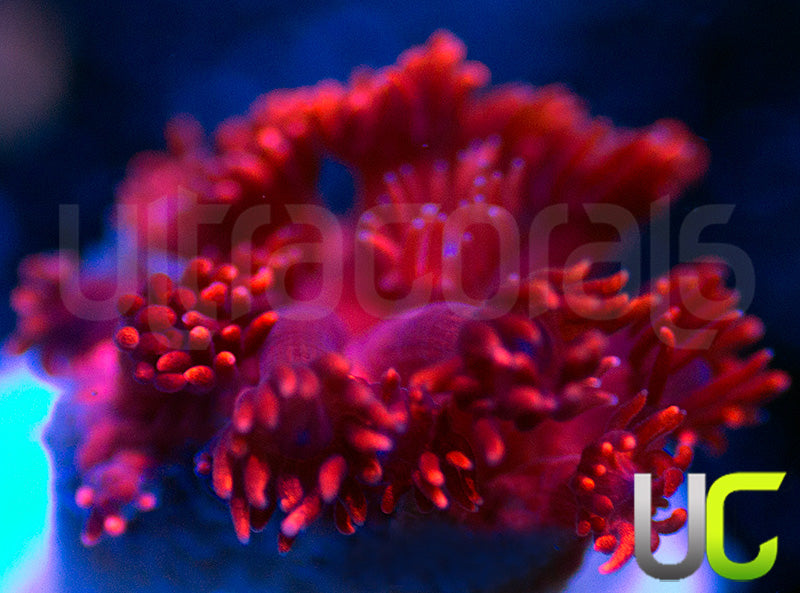 ORA Cherry Red Goni