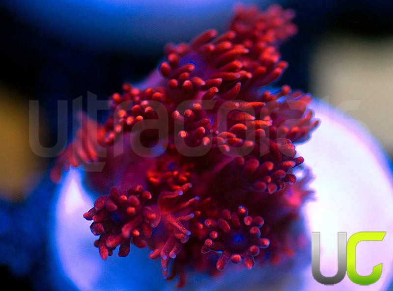 ORA Cherry Red Goni