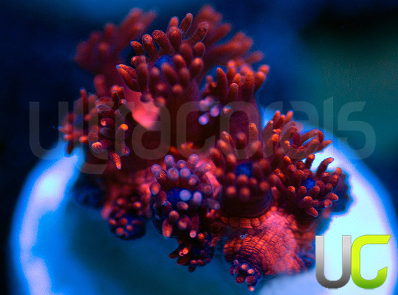 ORA Cherry Red Goni