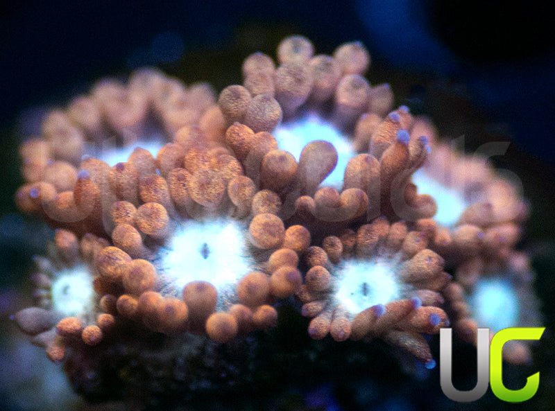 UC Cosmic Candy Goni