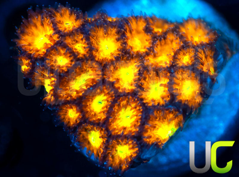 UC Dragon Ball Z Leptastrea