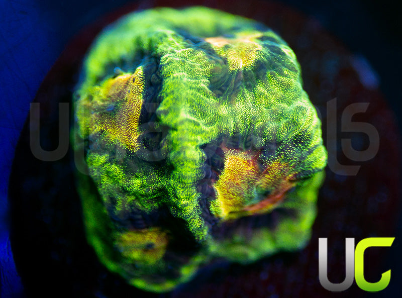 UC Prism Platy