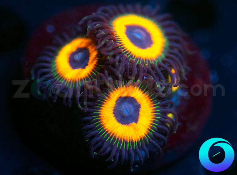 Johnny Pumpkin Seeds