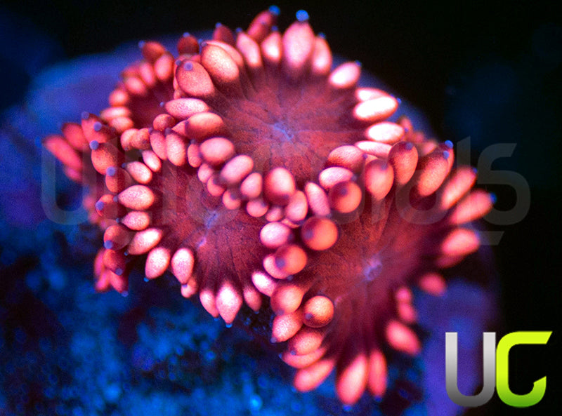 UC Scarlett Pimpernel Goni