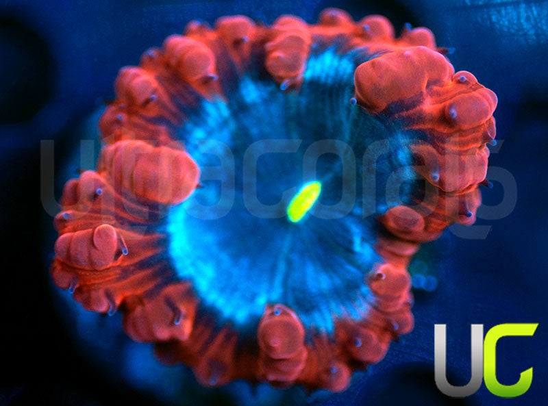 UC Forbidden Blue Blasto