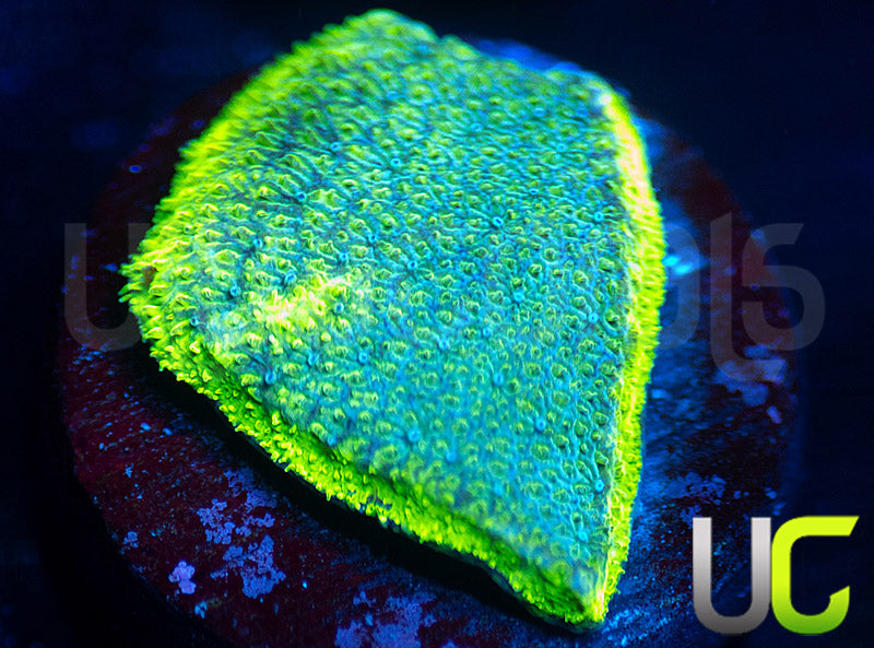 UC Blue Haze Psammocora