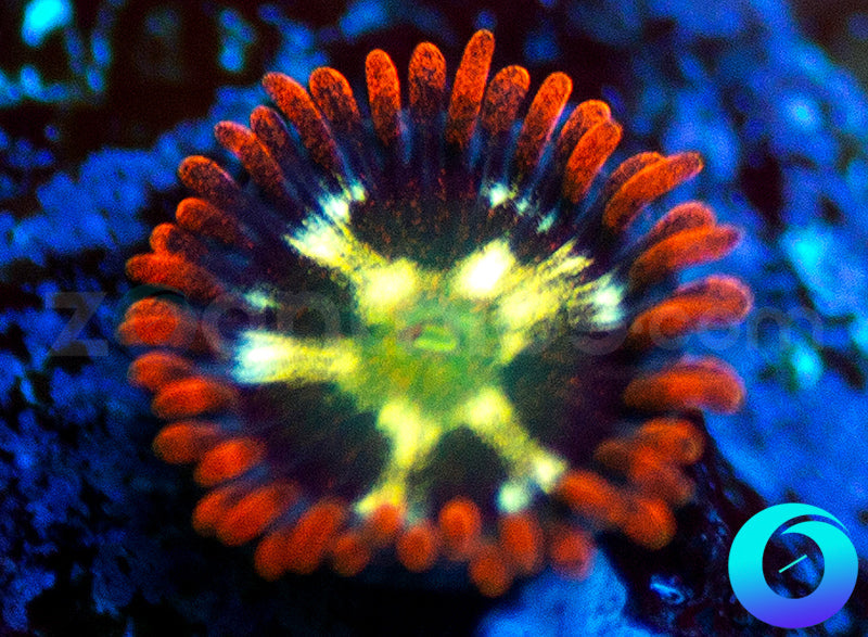 Flaming Fireballs