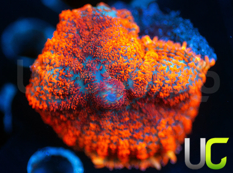 UC Hells Spells Mushroom