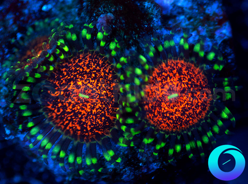 zoanthids.com