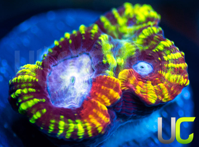 UC Double Rainbow Favia