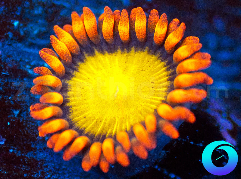 Mandarin Orange