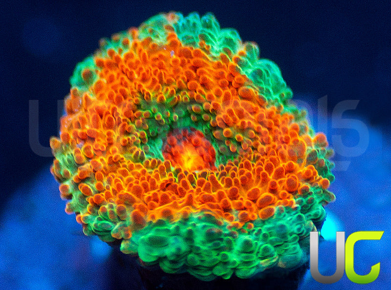 Rainbow Leprachaun Micro Amakusensis