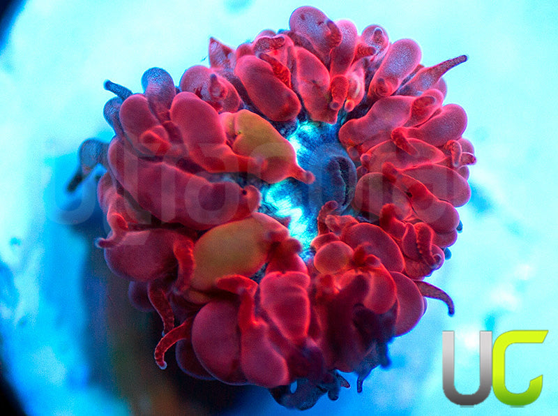 UC Azure Sky Blasto