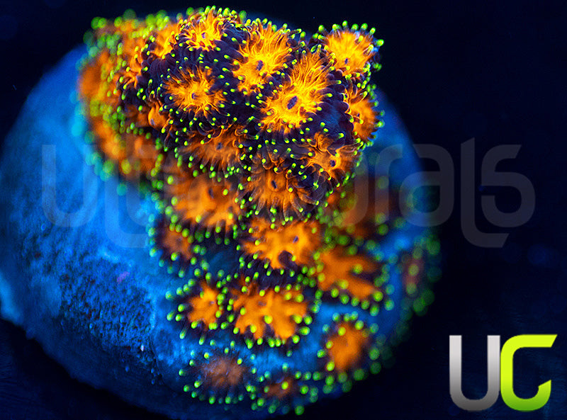 UC Lightning Tip Leptastrea