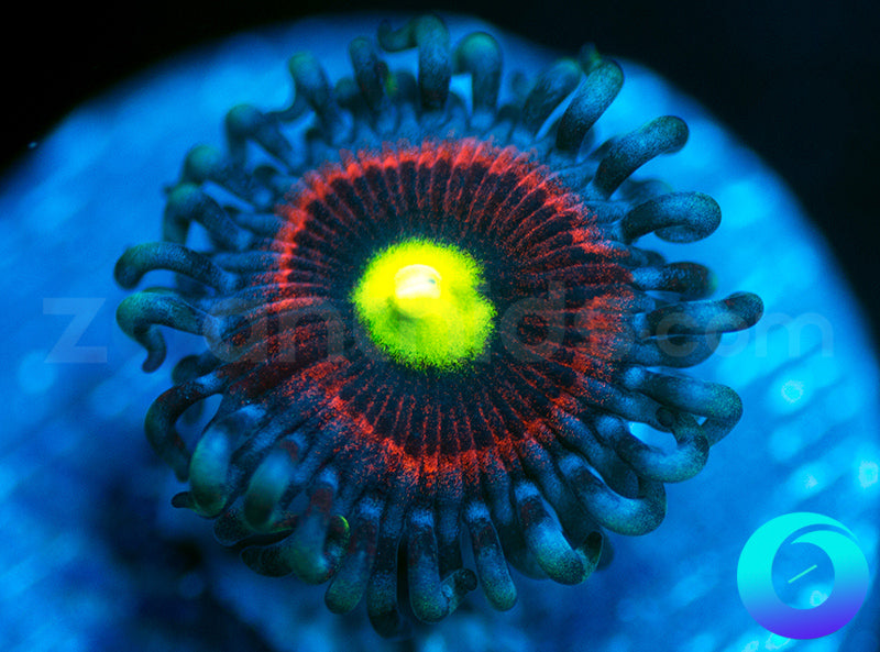 Bubblicious