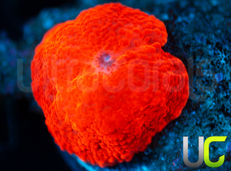 UC Road Rage Mushroom