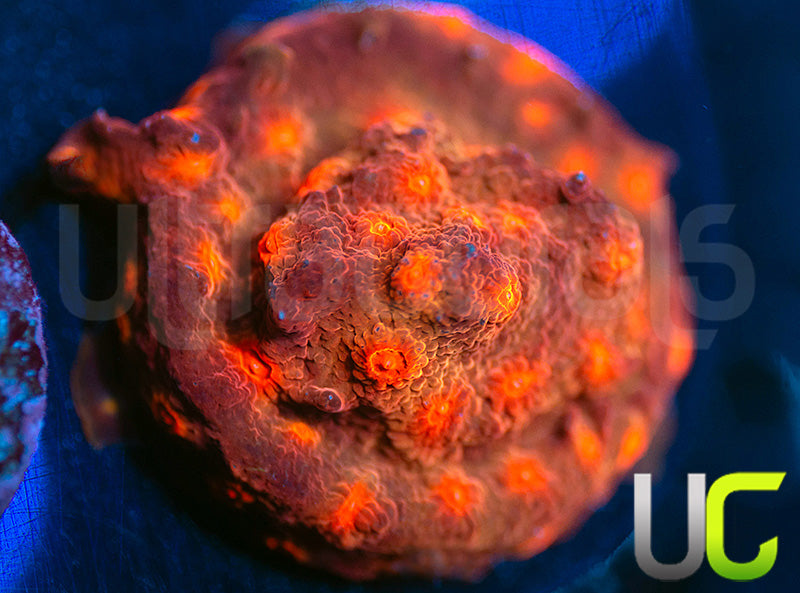 UC Jolly Roger Cyphastrea